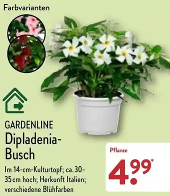 Aldi Nord Gardenline Dipladenia Busch Angebot