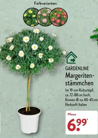 Aldi Nord Gardenline Margeritenstämmchen Angebot