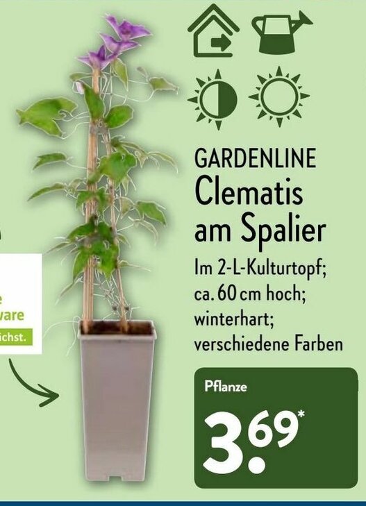 Gardenline Clematis am Spalier Angebot bei Aldi Nord