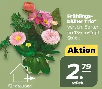 NETTO Frühlingsblüher Trio Angebot