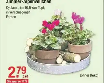 V Baumarkt Zimmer-alpenweilchen Angebot