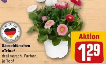 REWE Center Gänseblümchen Trio Angebot