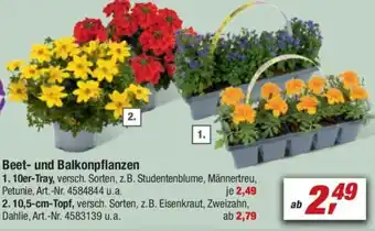 toom Baumarkt Beet- und Balkonpflanzen 10er-Tray Angebot