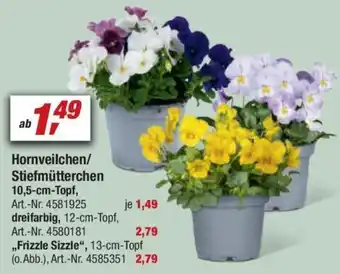 toom Baumarkt Hornveilchen/Stiefmütterchen 10,5-cm-Topf Angebot