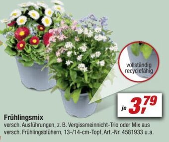 toom Baumarkt Frühlingsmix Angebot