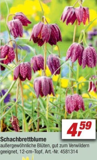 toom Baumarkt Schachbrettblume Angebot