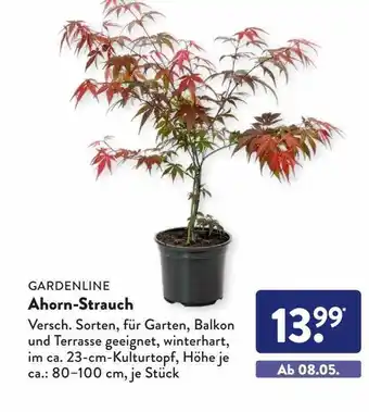 Aldi Süd Gardenline ahorn-strauch Angebot