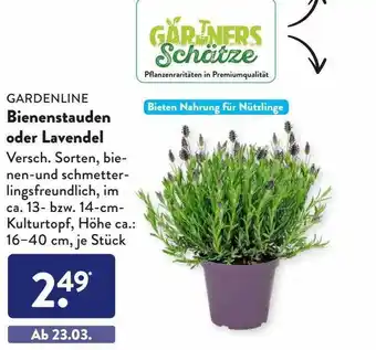 Aldi Süd Gardenline bienenstauden oder lavendel Angebot