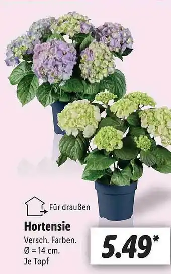 Lidl Hortensie Angebot