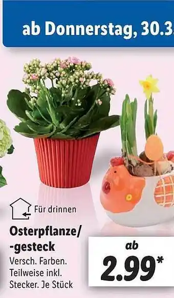 Lidl Osterpflanze oder -gesteck Angebot