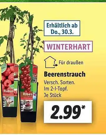 Lidl Beerenstrauch Angebot