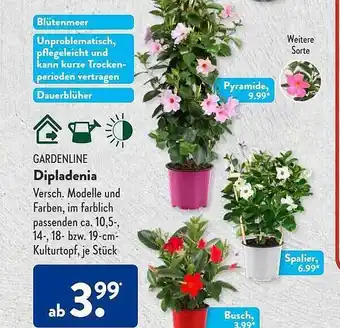 Aldi Süd Gardenline dipladenia Angebot