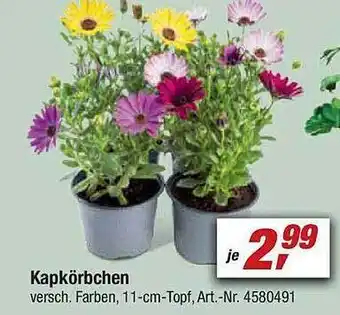 toom Baumarkt Kapkörbchen Angebot