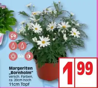 Edeka Margeriten,,Bornholm'' 11 cm Topf Angebot