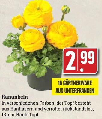 Edeka Neukauf Ranunkeln Angebot