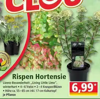 Norma Rispen Hortensie Angebot