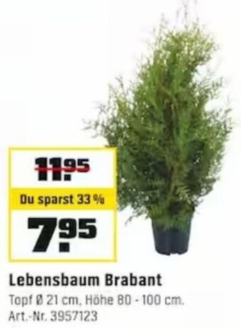 OBI Lebensbaum Brabant Angebot