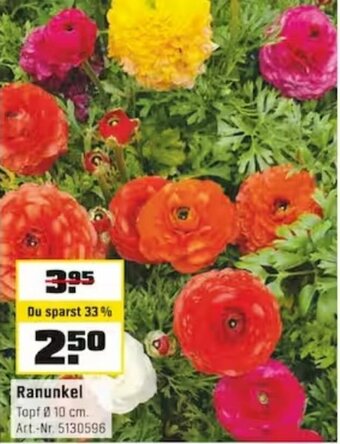 OBI Ranunkel Angebot