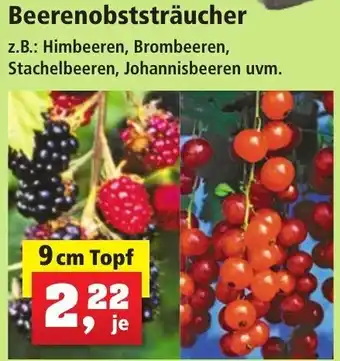 Thomas Philipps Beerenobststräucher 9 cm Topf Angebot