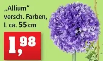 Thomas Philipps ,,Allium'' ca. 55 cm Angebot