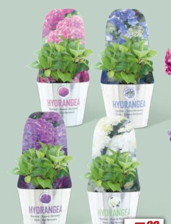 toom Baumarkt Hortensien Angebot
