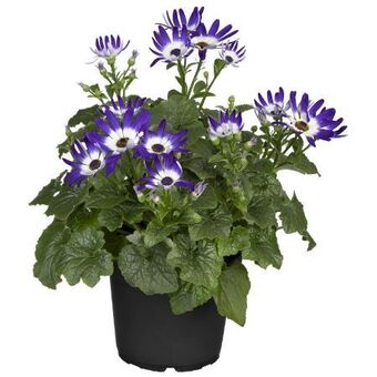 toom Baumarkt Aschenblume  senetti Angebot