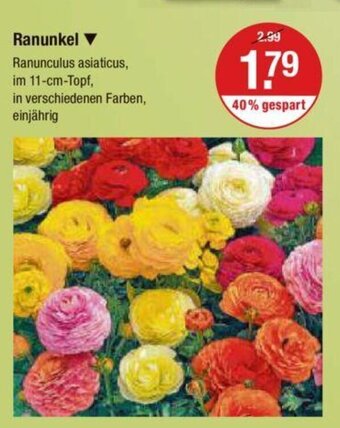 V Markt Ranunkel Angebot