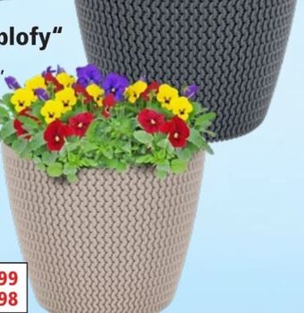 Thomas Philipps Blumentopf splofy Angebot