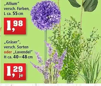 Thomas Philipps Allium, gräser Angebot