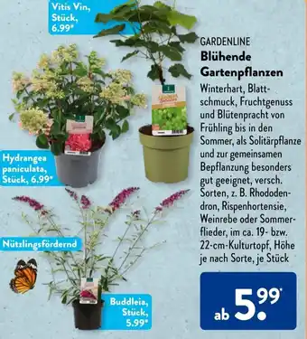 Aldi Süd Gardenline Blühende Gartenpflanzen Angebot