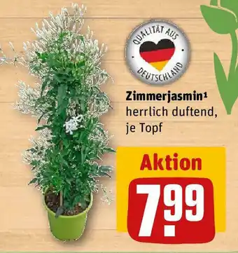 REWE Zimmerjasmin Angebot