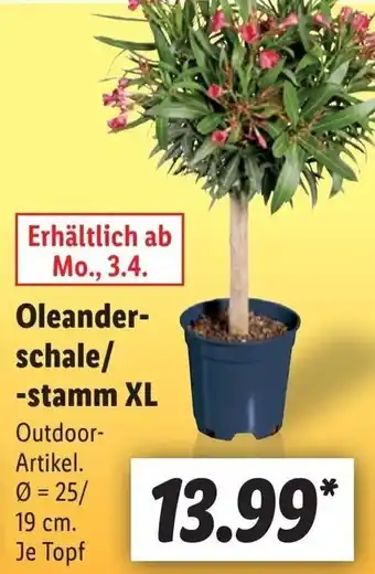 Lidl Oleanderschale/stamm XL Angebot