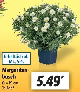 Lidl Margeritenbusch Angebot