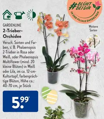 Aldi Süd Gardenline 2 Trieber Orchidee Angebot