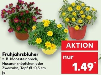 Kaufland Frühjahrsblüher Angebot