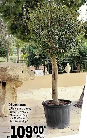Olivenbaum (olea europeaea) Angebot bei METRO