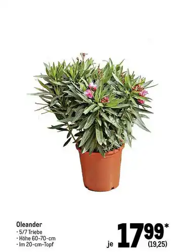 METRO Oleander Angebot