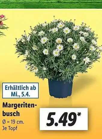 Lidl Margeritenbusch Angebot