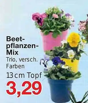 Jawoll Beetpflanzen-mix Angebot