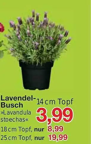 Jawoll Lavendel-busch Angebot