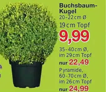 Jawoll Buchsbaum-kugel Angebot