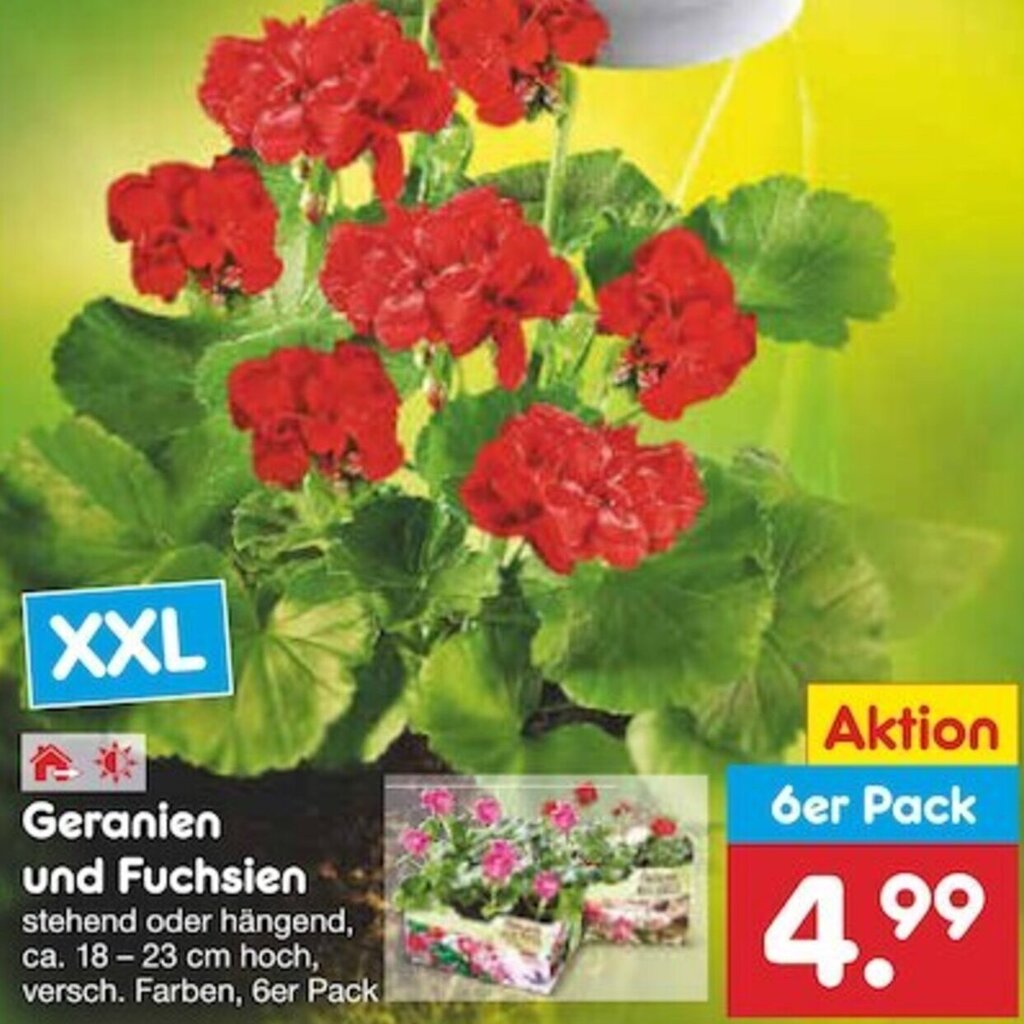 Geranien Im 6er Pack