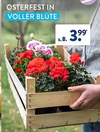 Aldi Süd Osterfest in voller blüte Angebot