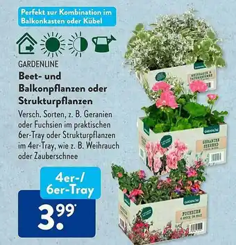 Aldi Süd Gardenline beet- und balkonpflanzen oder strukturpflanzen Angebot
