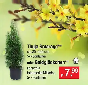 Zimmermann Thuja smaragd oder goldglöckchen Angebot