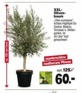 Repo Markt Xxl oliven baum Angebot