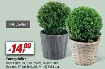 toom Baumarkt Formgehölze Angebot