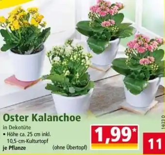 Norma Oster Kalanchoe Angebot