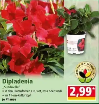 Norma Dipladenia Sundaville Angebot