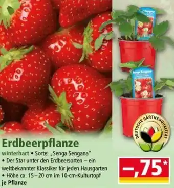 Norma Erdbeerpflanze Angebot